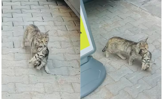 Золбин муур өвчтэй зулзагаа зуун эмнэлэгт иржээ