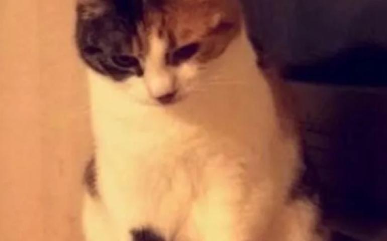 Алга болсон муур 10 жилийн дараа гэртээ иржээ