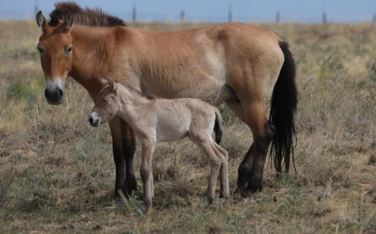 Казахстанд сэргээн нутагшуулж буй тахийн анхны унага төржээ