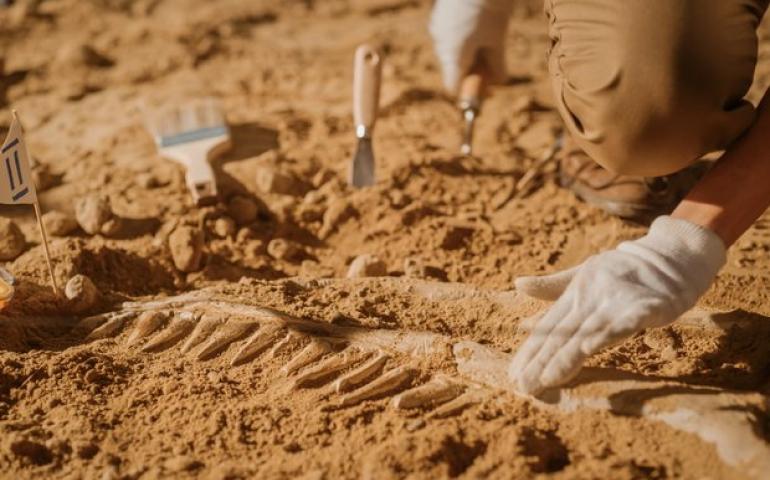 Элсэн цөлийн гүнээс 66 сая жилийн өмнөх аварга загасны шүднүүд бөөндөө олджээ